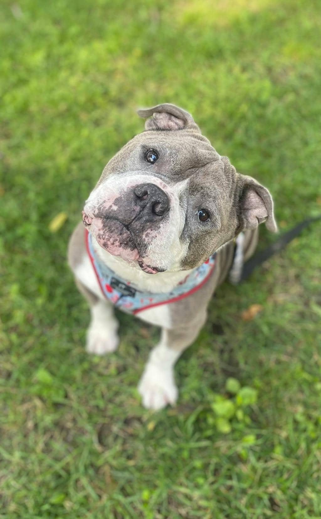 Stevie - American Bulldog available for adoption at Ontario SPCA (Central Ontario) in Orillia