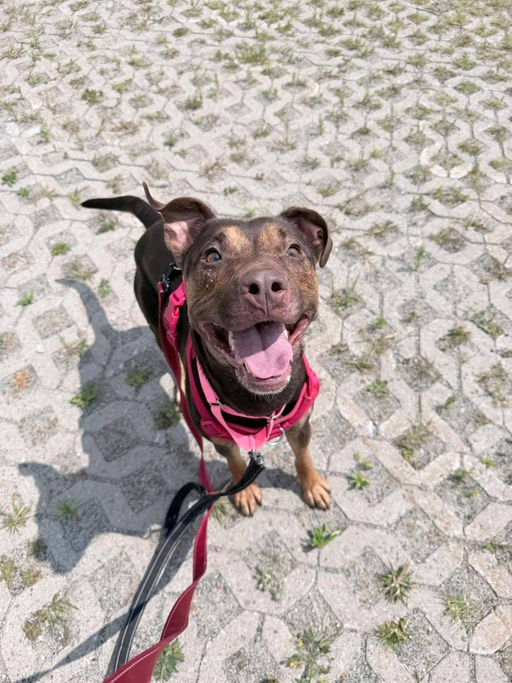 Louise - American Bulldog available for adoption at Ontario SPCA & Humane Society in Sudbury