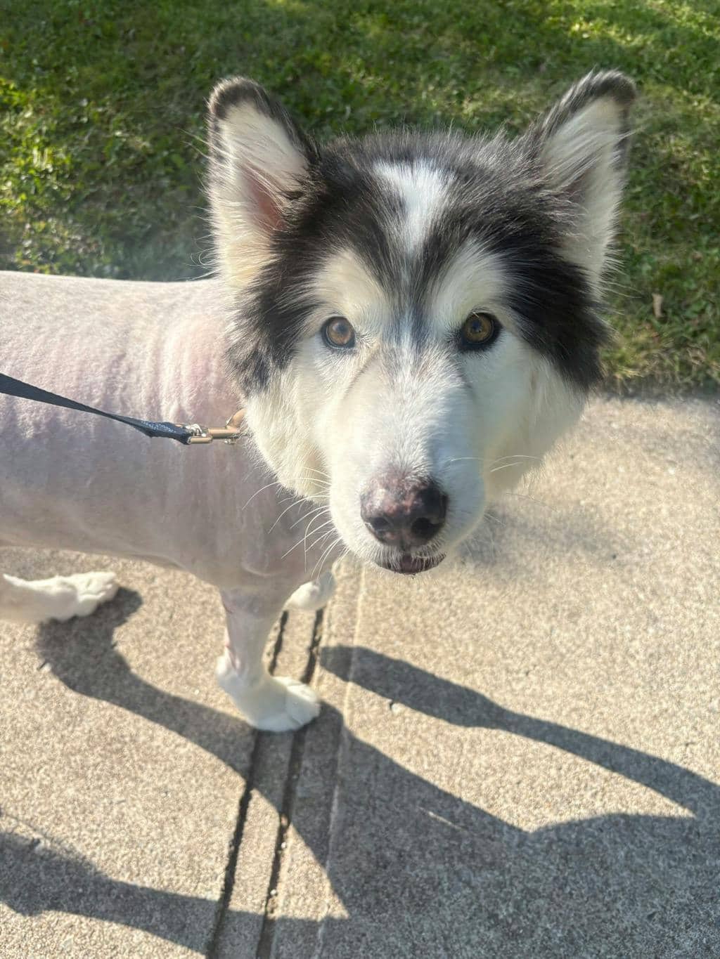 Mouse - Alaskan Malamute available for adoption at Ontario SPCA (Central Ontario) in Barrie