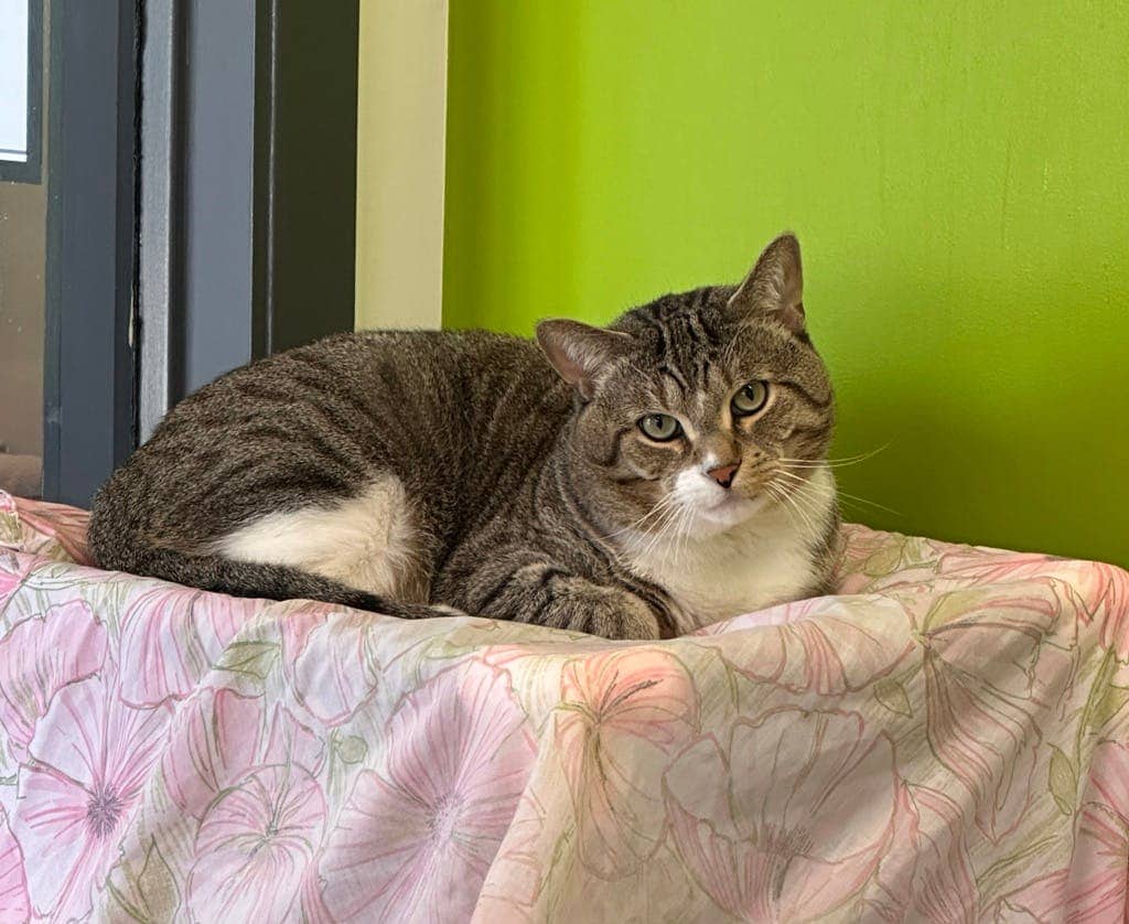 Leo - Domestic Short Hair cat available for adoption at Ontario SPCA (Toronto Area) in Toronto