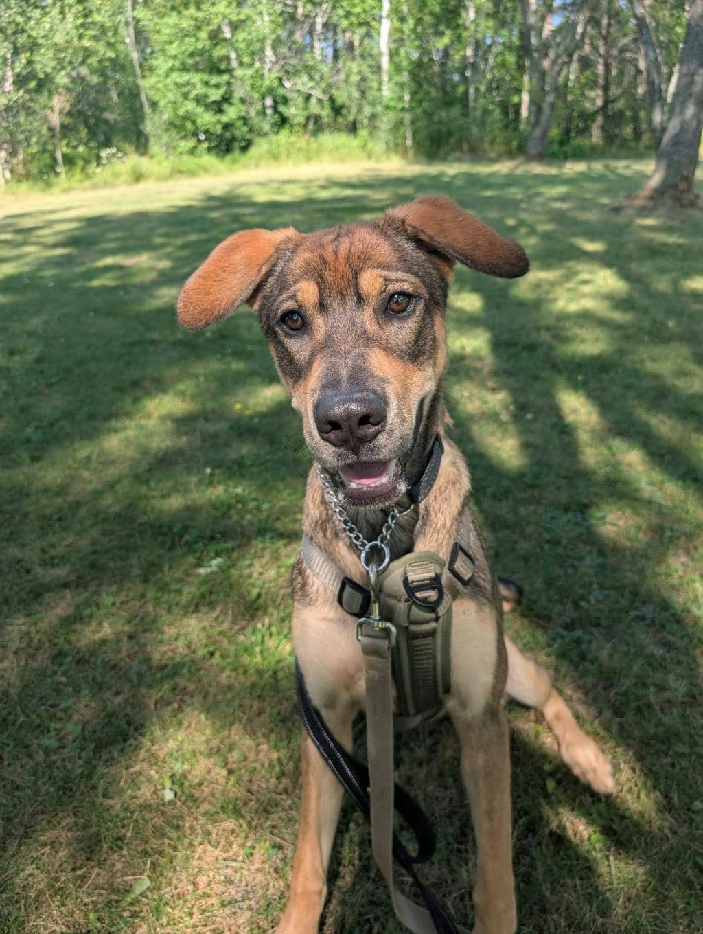 The Littlest Hobo - Shepherd available for adoption