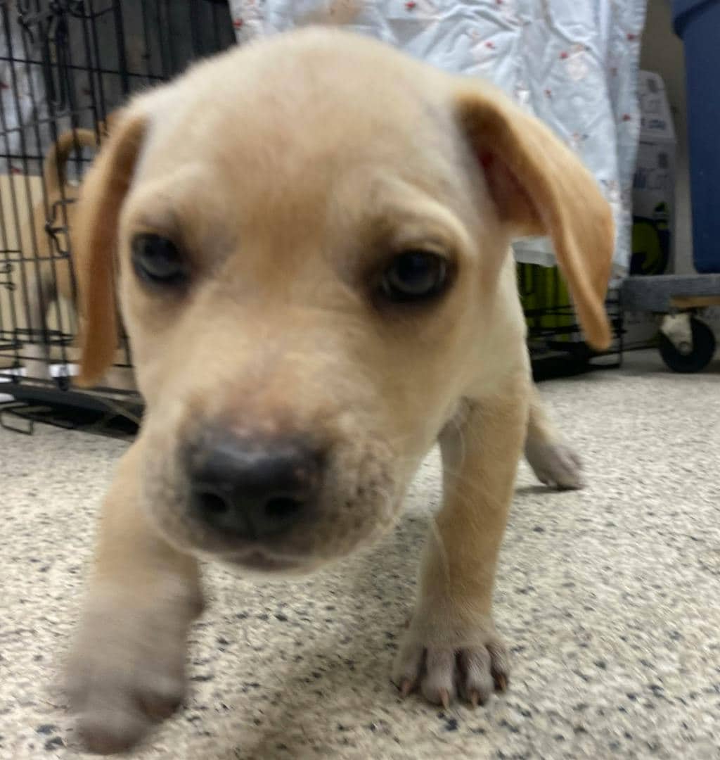 Hannah Montana - Labrador available for adoption at Ontario SPCA (Sudbury) in Sudbury