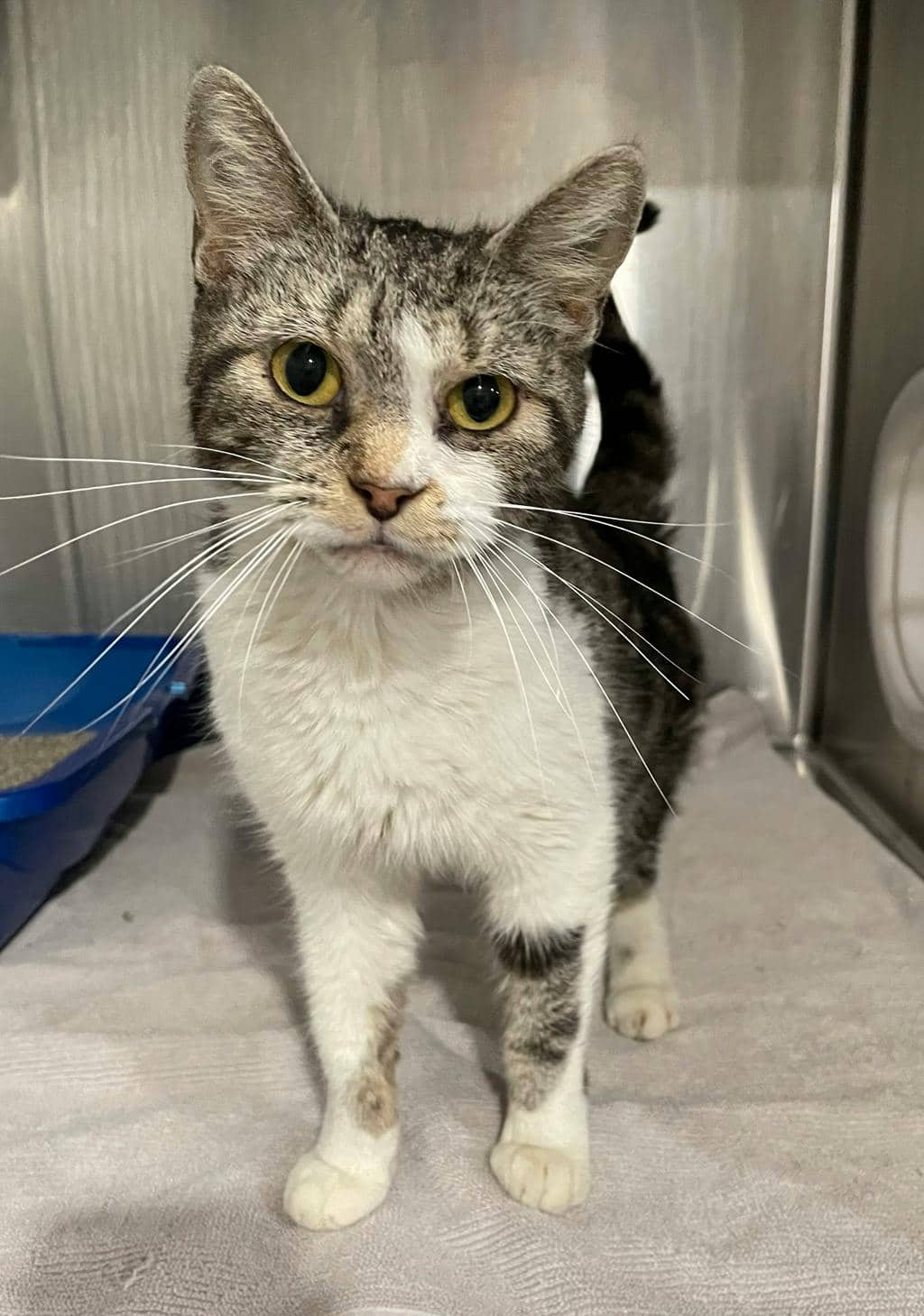 Malibu - Domestic Short Hair available for adoption