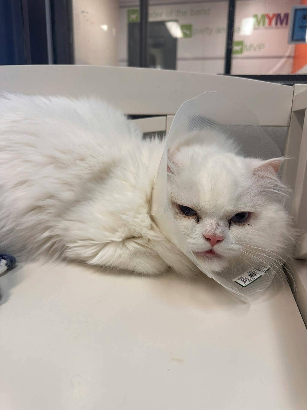 Iago - Persian cat available for adoption at Ontario SPCA (Toronto Area) in Toronto