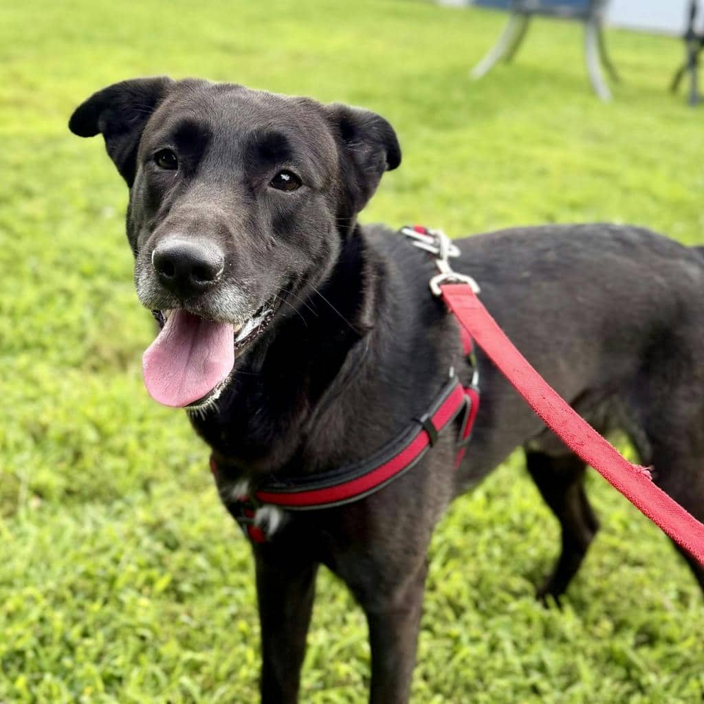 Harley - Labrador available for adoption at Ontario SPCA (Ottawa Area) in Ottawa