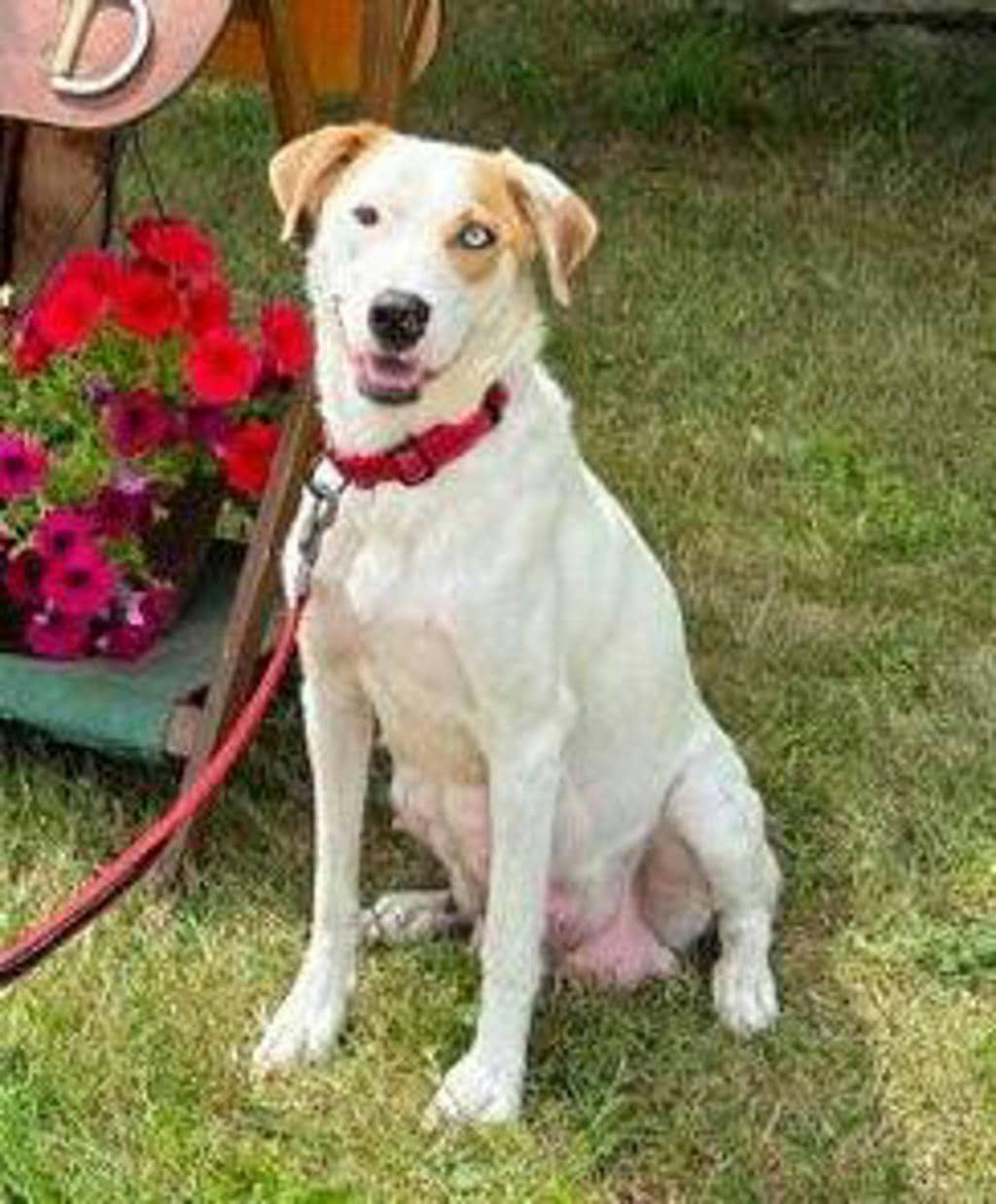 Celeste - Mixed Breed, Medium (up to 44 lbs fully grown) available for adoption