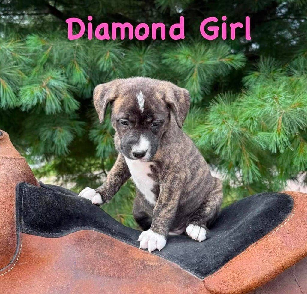 Diamond - Mixed Breed, Medium (up to 44 lbs fully grown) available for adoption