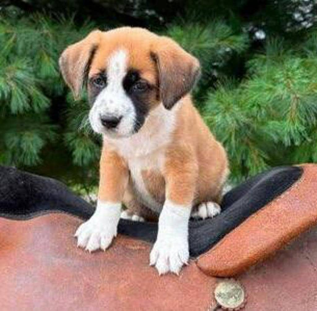 Bruno - Mixed Breed, Medium (up to 44 lbs fully grown) available for adoption