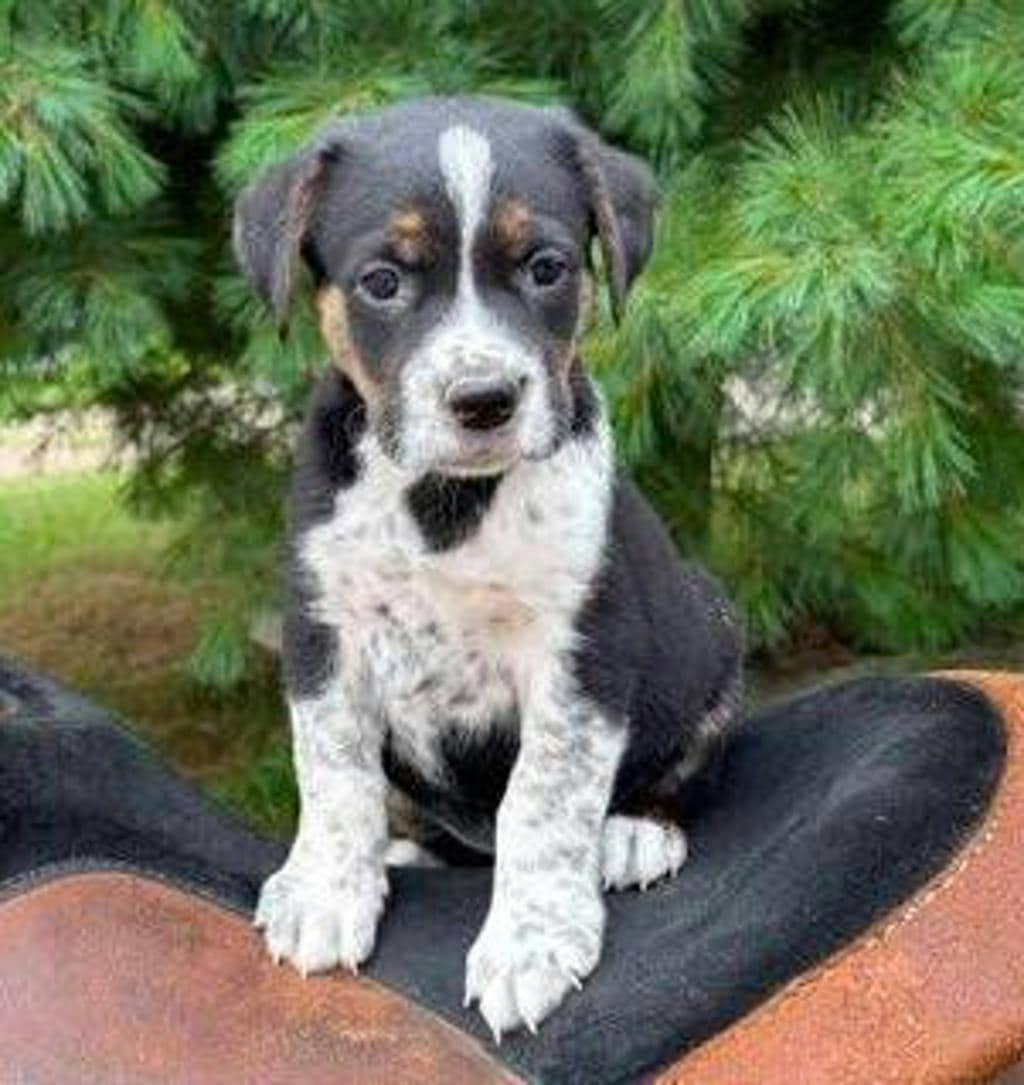 Chico - Mixed Breed, Medium (up to 44 lbs fully grown) available for adoption