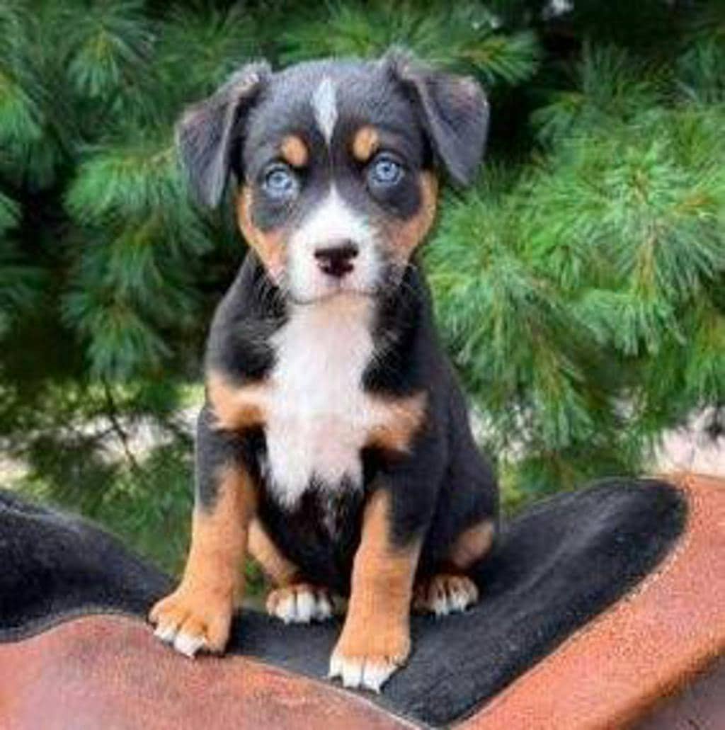 Gabriella - Mixed Breed, Medium (up to 44 lbs fully grown) available for adoption