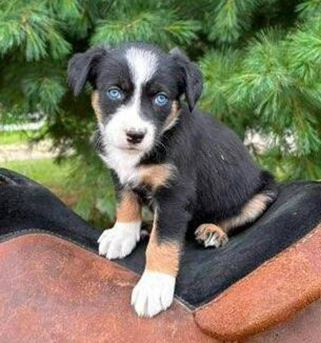 Skye - Mixed Breed, Medium (up to 44 lbs fully grown) available for adoption