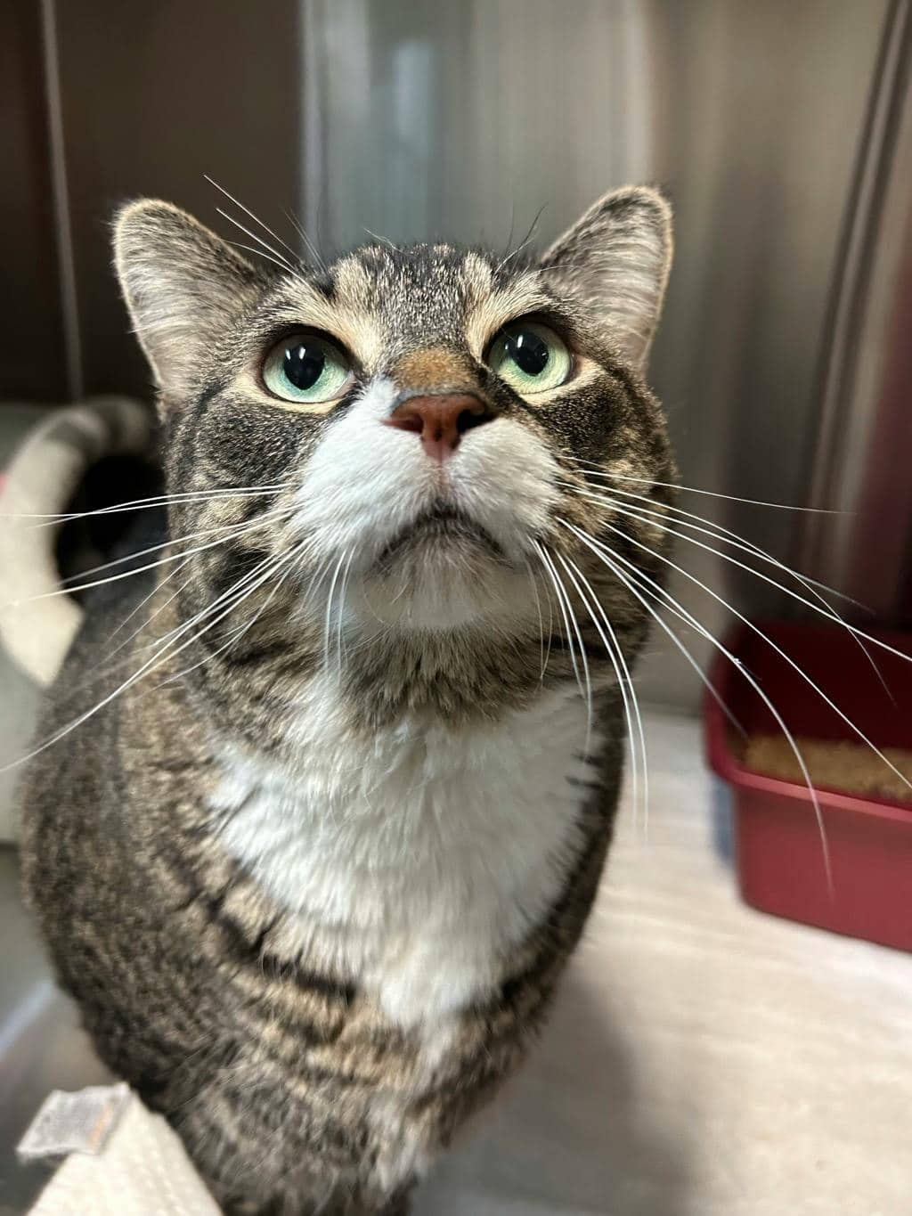 Jesse - Domestic Short Hair cat available for adoption at Ontario SPCA (Central Ontario) in Midland