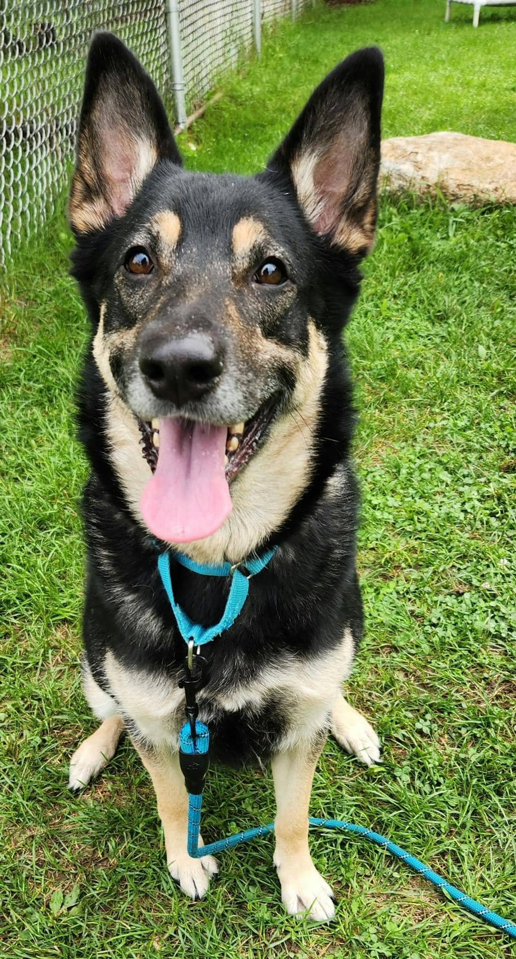 Siri - German Shepherd available for adoption at Ontario SPCA (Ottawa Area) in Ottawa