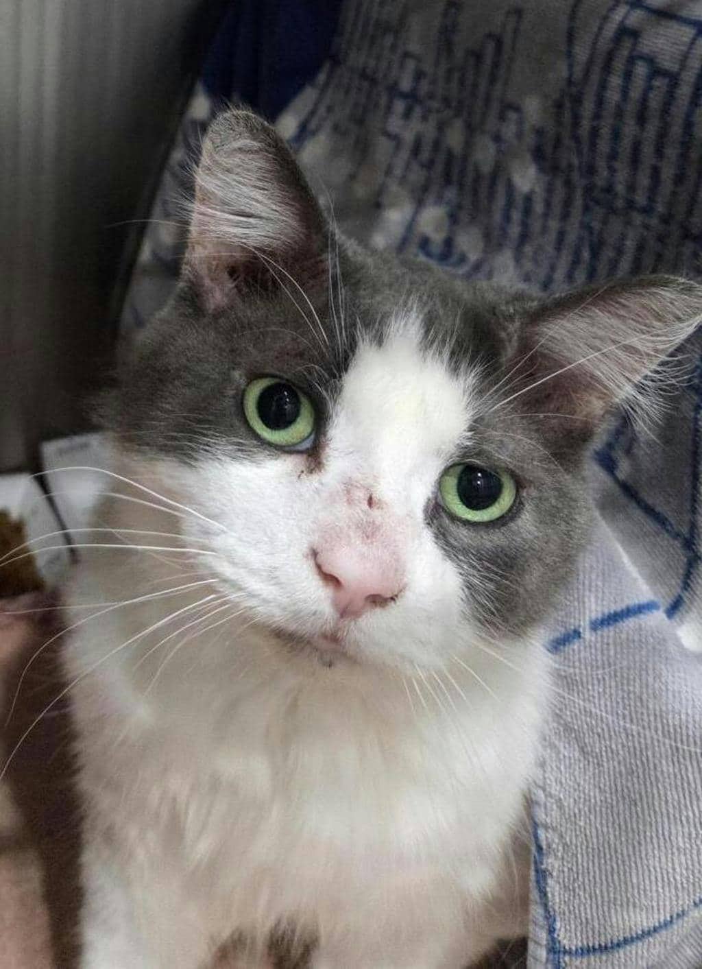 Willow - Domestic Longhair available for adoption