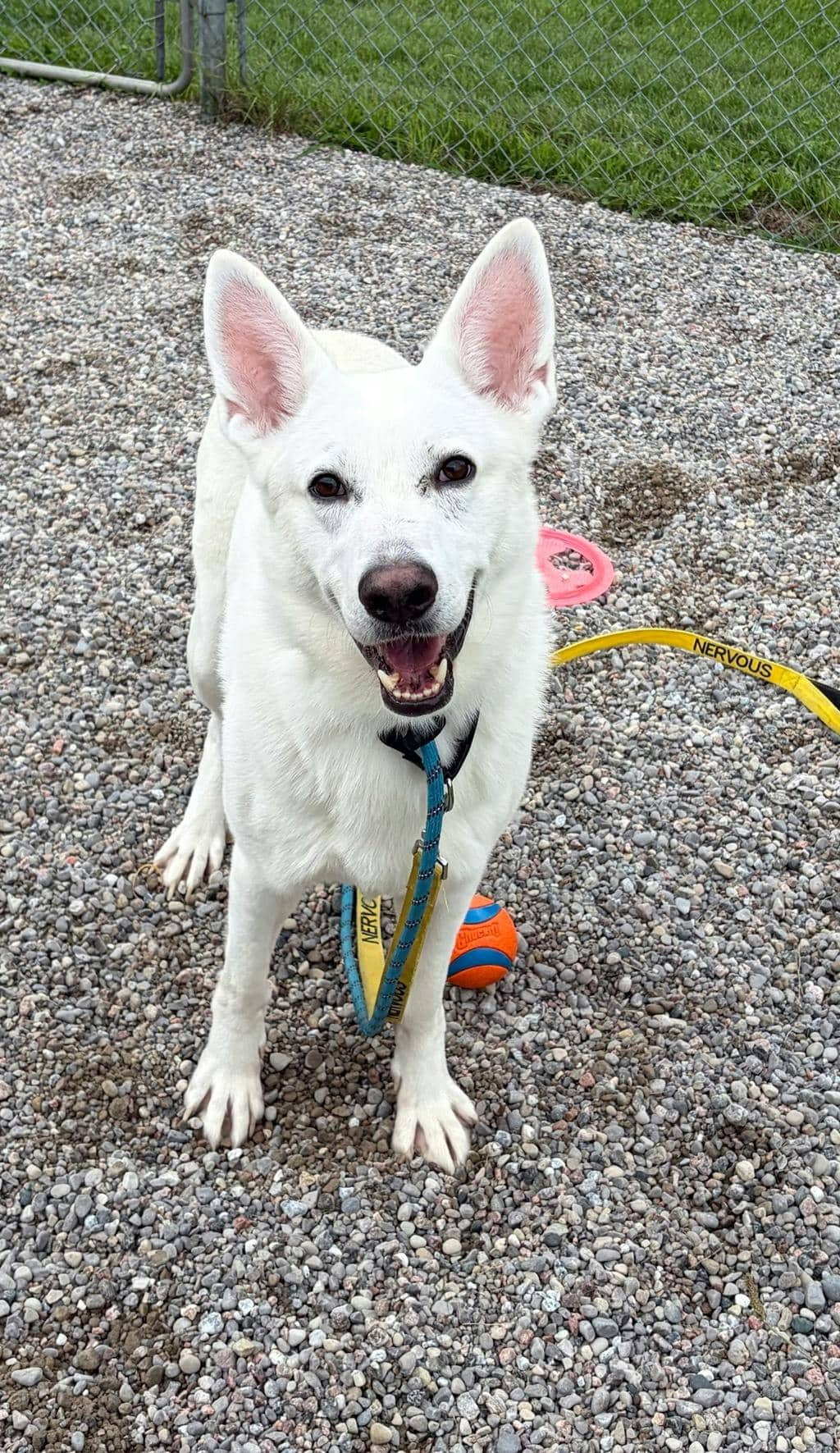Aries - White Swiss Shepherd (Berger Blanc Suisse) available for adoption