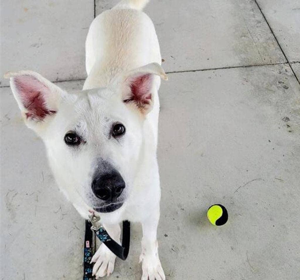 Apollo - White Swiss Shepherd (Berger Blanc Suisse) available for adoption