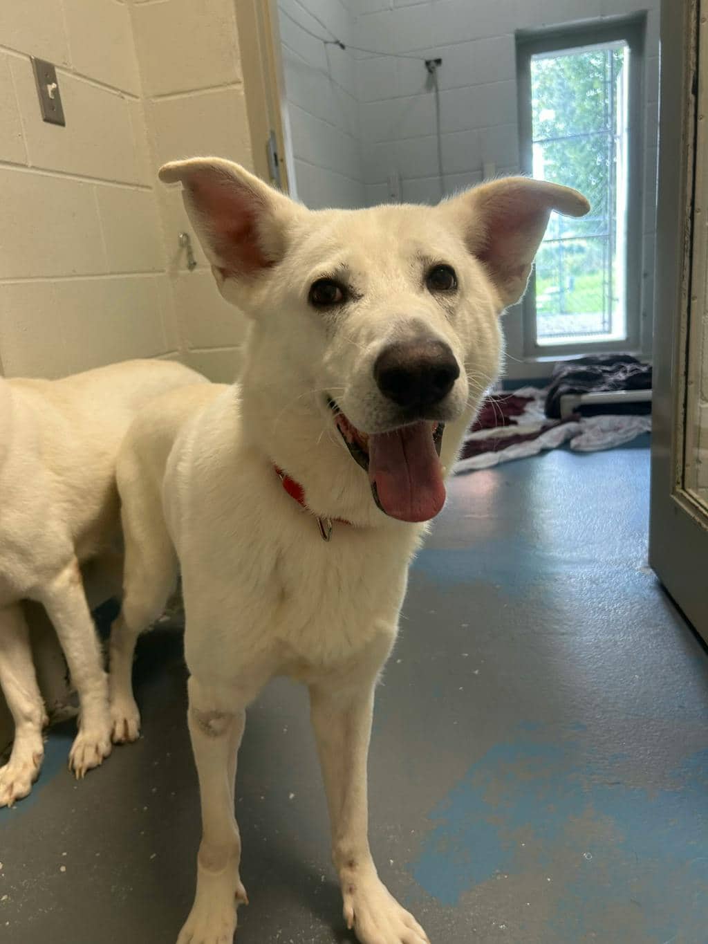 Apollo - White Swiss Shepherd (Berger Blanc Suisse) available for adoption