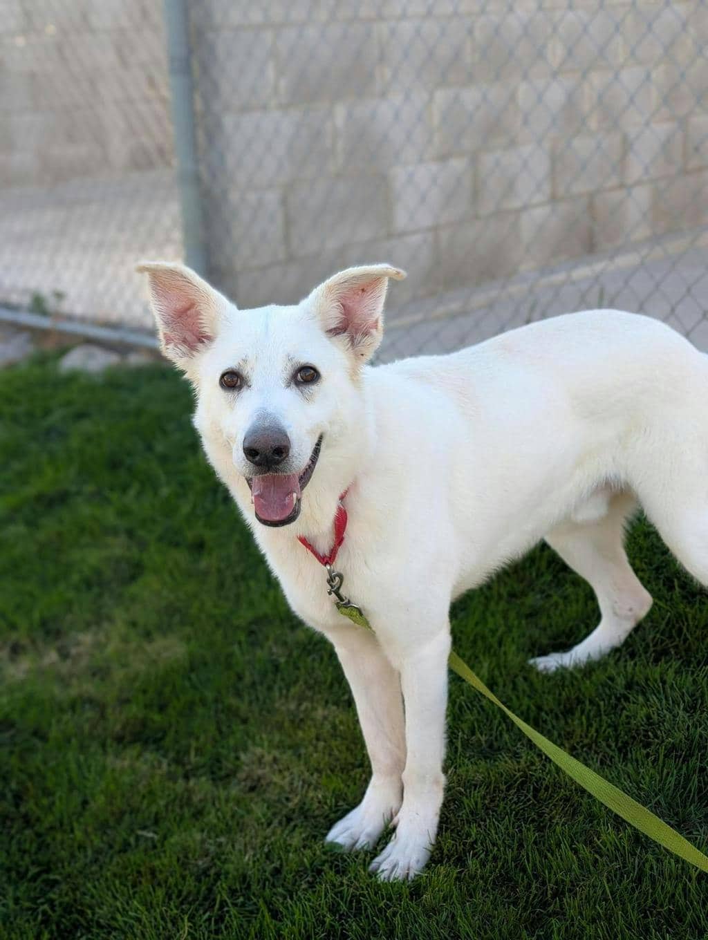 Apollo - White Swiss Shepherd (Berger Blanc Suisse) available for adoption