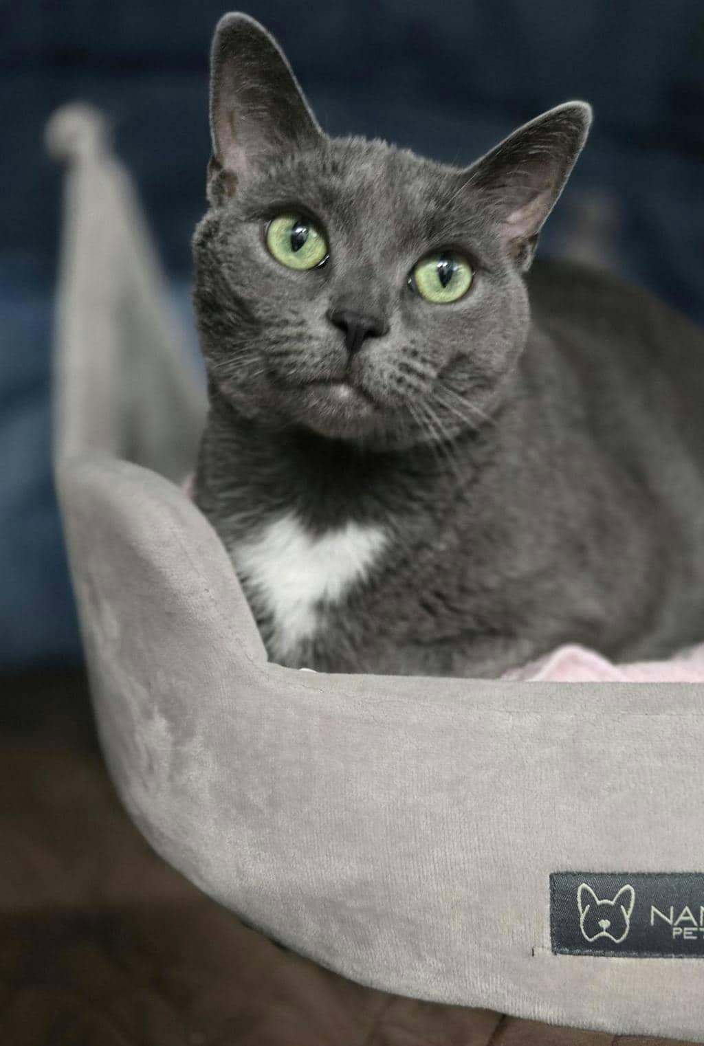 Allie - Domestic Medium Hair cat available for adoption at Ontario SPCA (Central Ontario) in Barrie