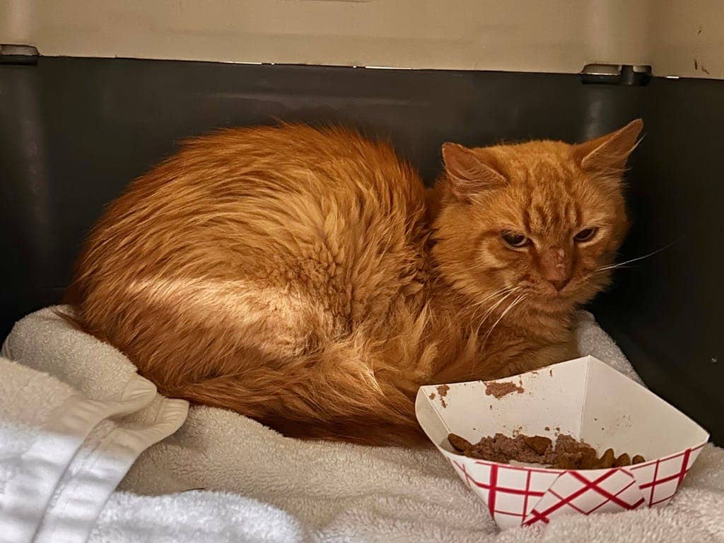 Munchkin - Domestic Longhair cat available for adoption in Ontario