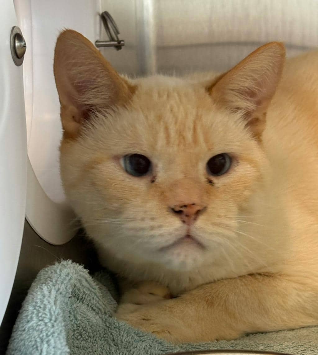 Phantom - Siamese cat available for adoption in Ontario