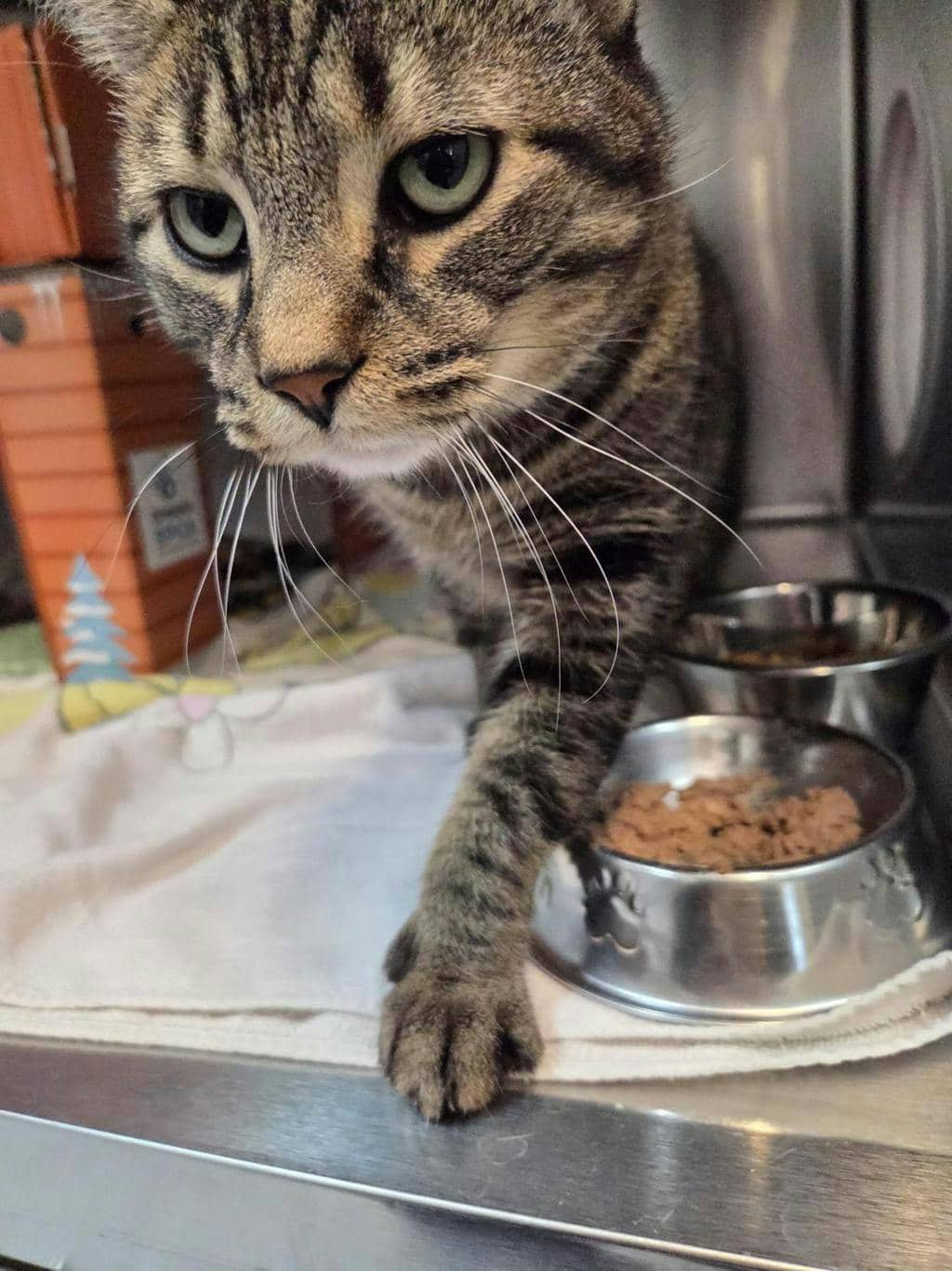 Jack - Domestic Short Hair cat available for adoption in Ontario