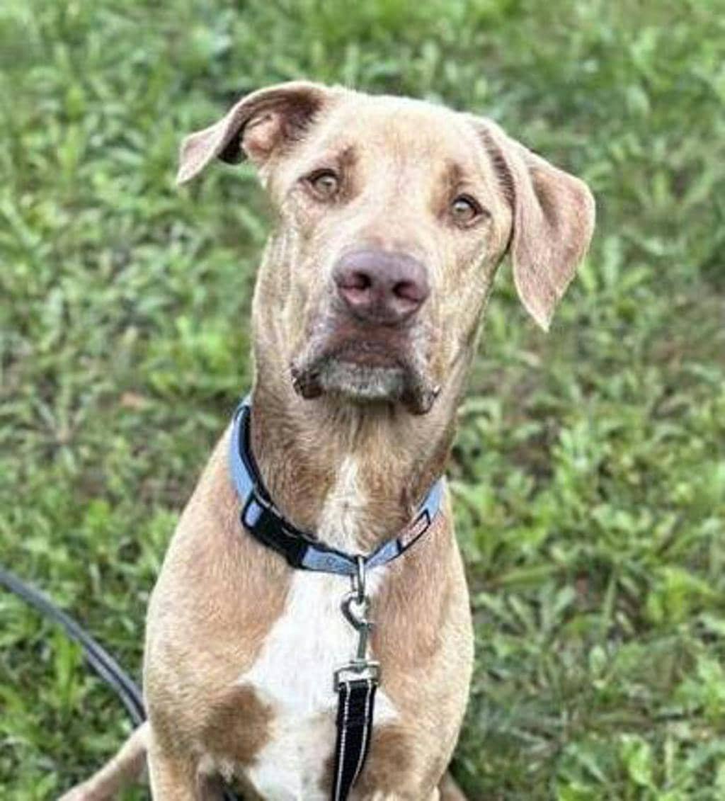 Blue - Labrador available for adoption