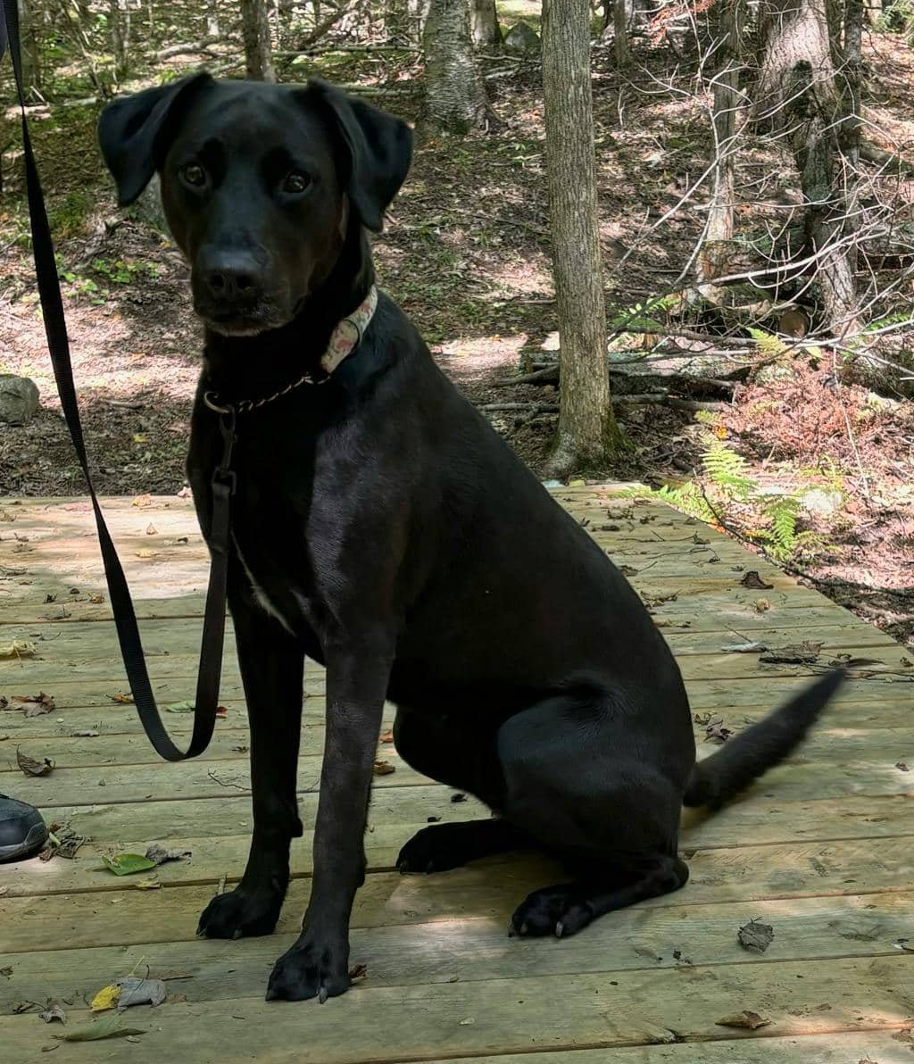 Zoe - Labrador Retriever available for adoption