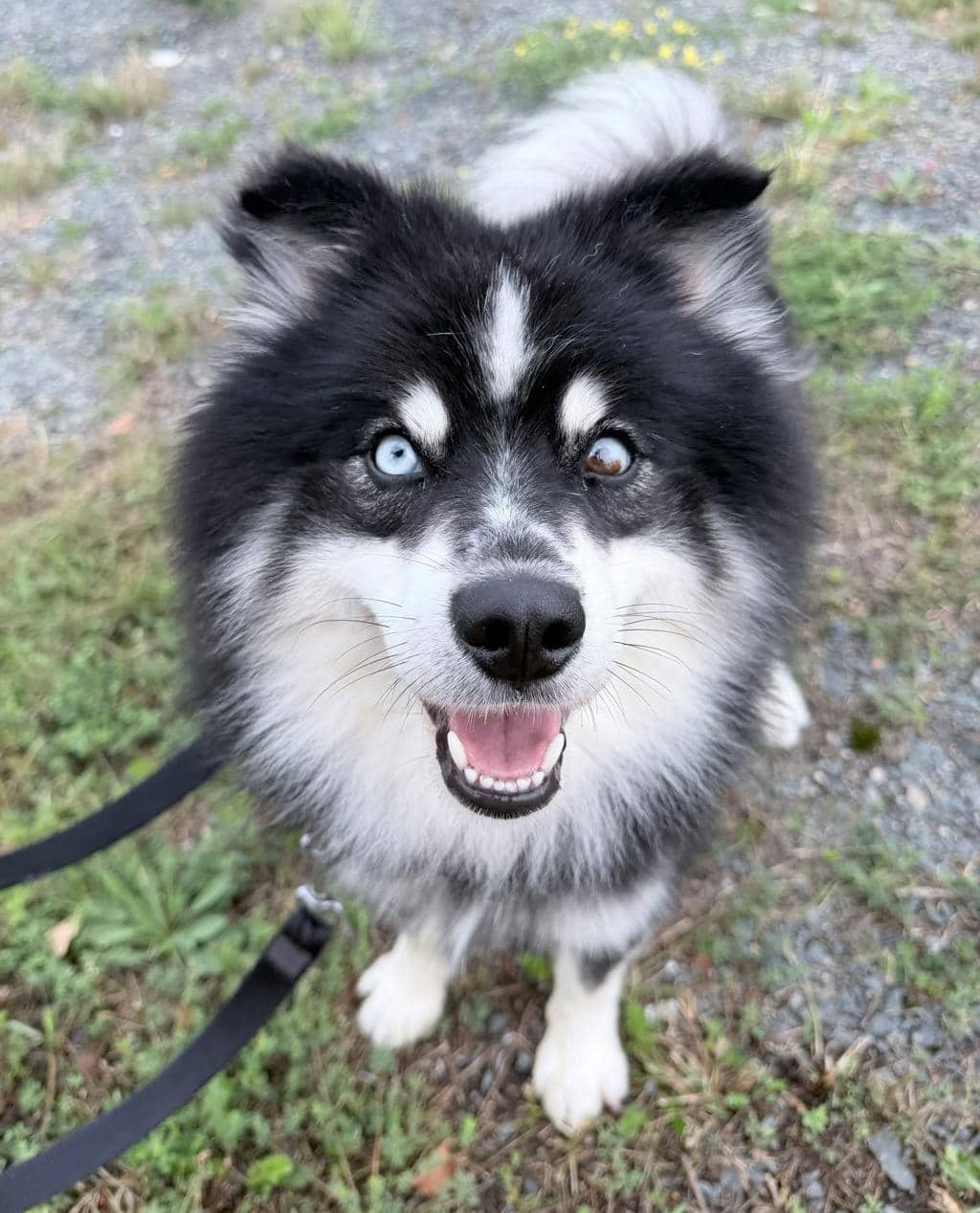 Nook - Pomeranian available for adoption