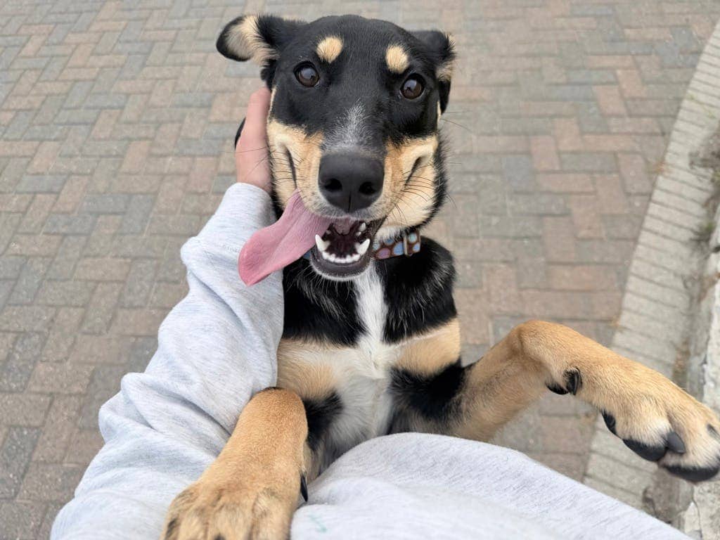 Mickey - Shepherd available for adoption at Ontario SPCA (Sudbury) in Sudbury
