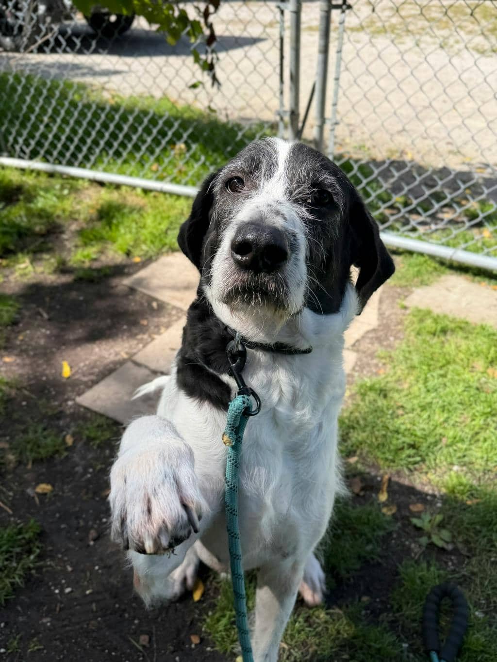Royce - Terrier available for adoption at Ontario SPCA (Central Ontario) in Orillia