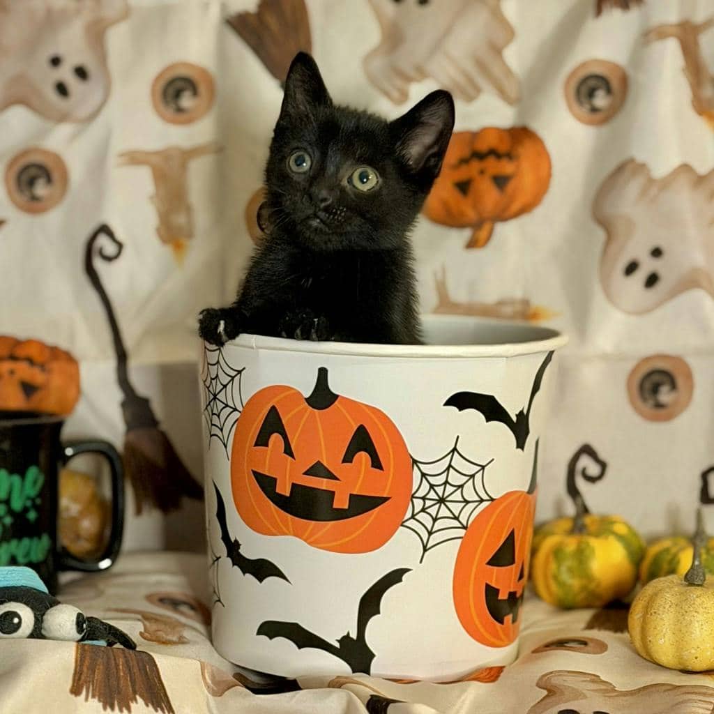Peako - Domestic Short Hair available for adoption