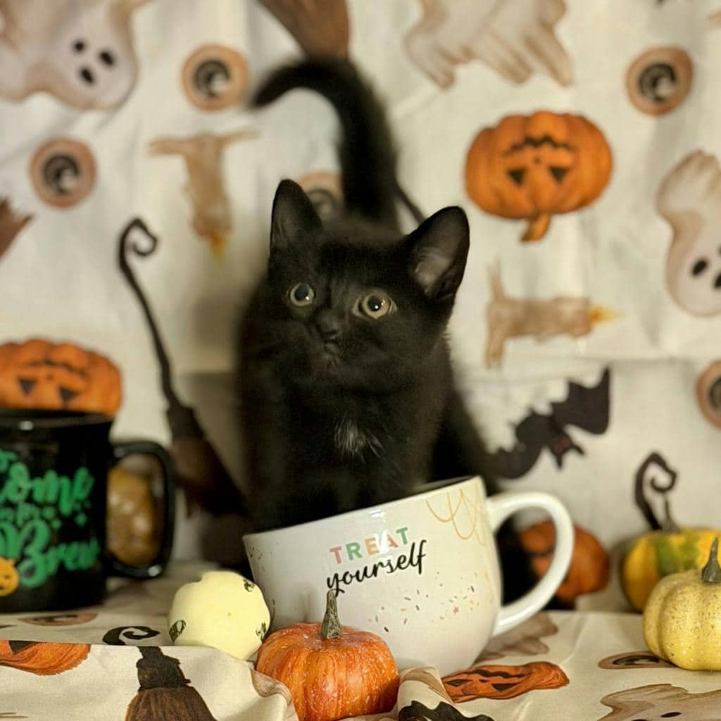 Matcha - Domestic Short Hair available for adoption