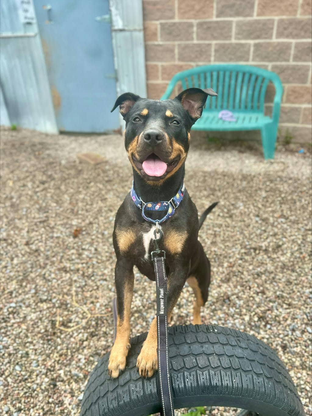 Nova - Rottweiler available for adoption at Ontario SPCA (Ottawa Area) in Ottawa