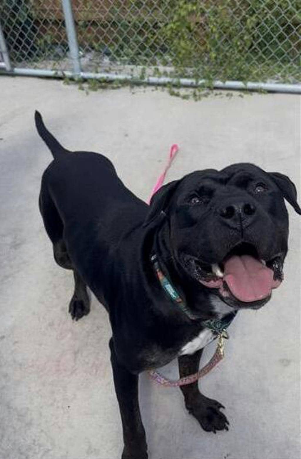 Bubba - Rottweiler available for adoption