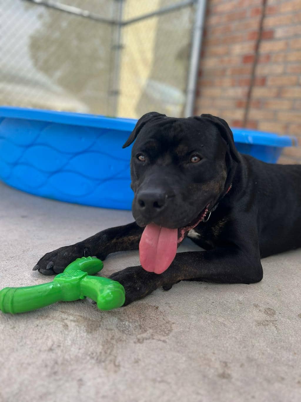 Bubba - Rottweiler available for adoption in Ontario