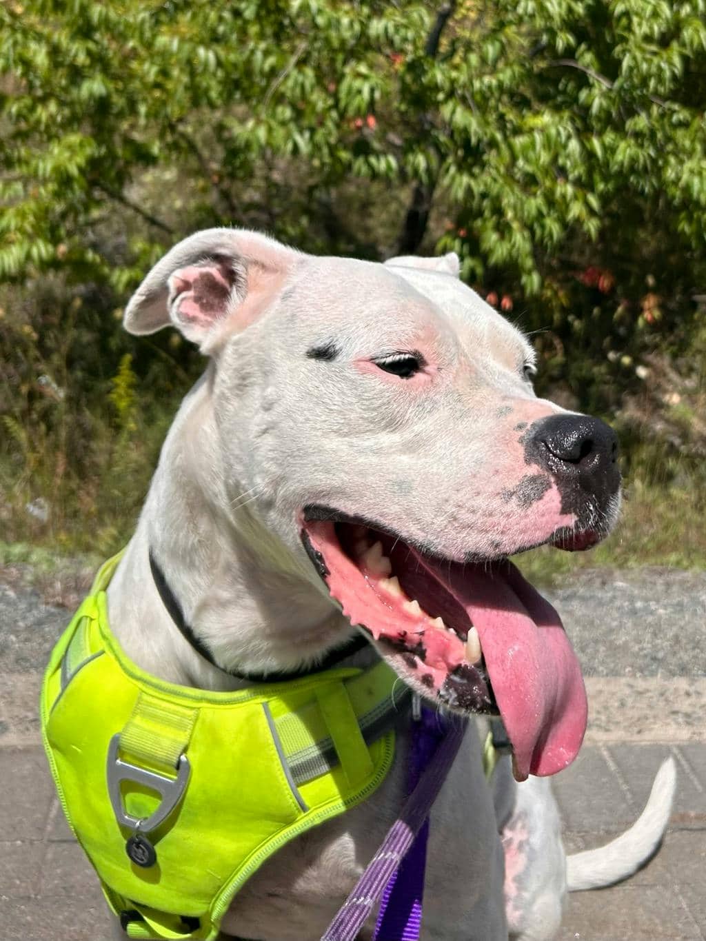 Kaya - Argentine Dogo available for adoption at Ontario SPCA (Sudbury) in Sudbury