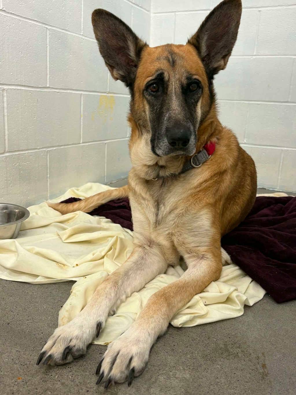 Maggie - Shepherd available for adoption