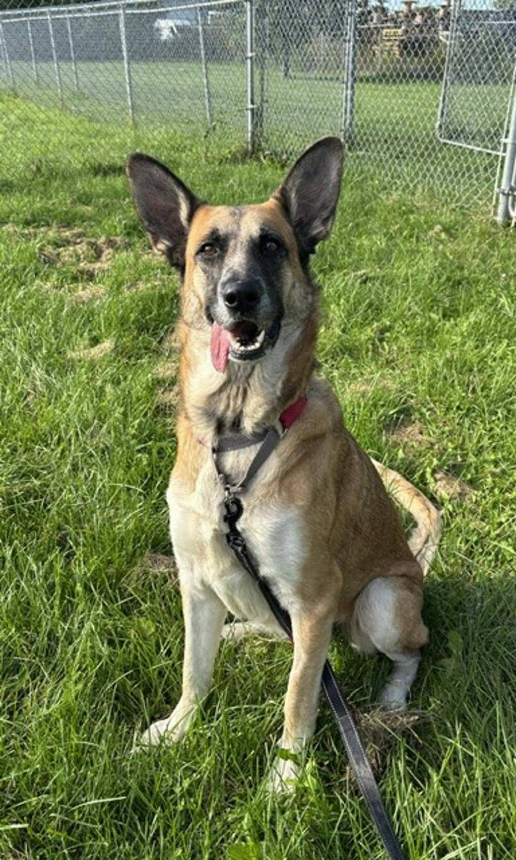 Maggie - Shepherd available for adoption