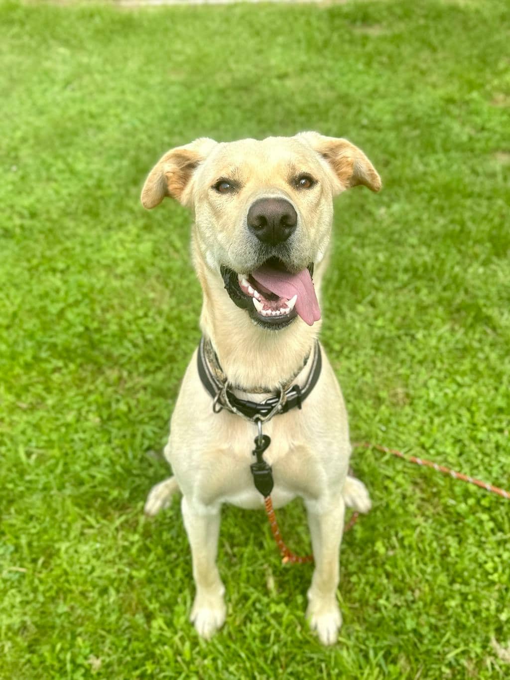Dexter - Labrador Retriever available for adoption in Ontario