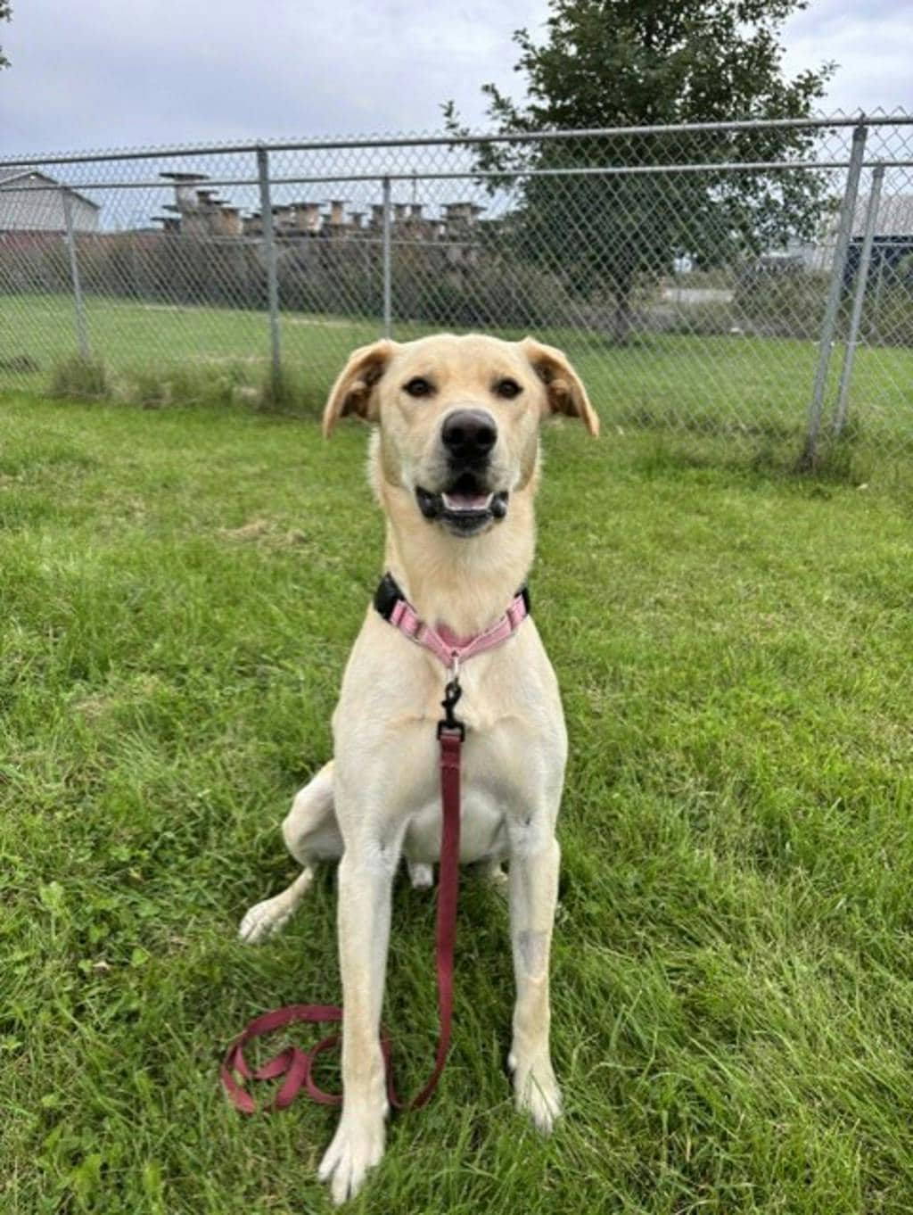 Dexter - Labrador Retriever available for adoption