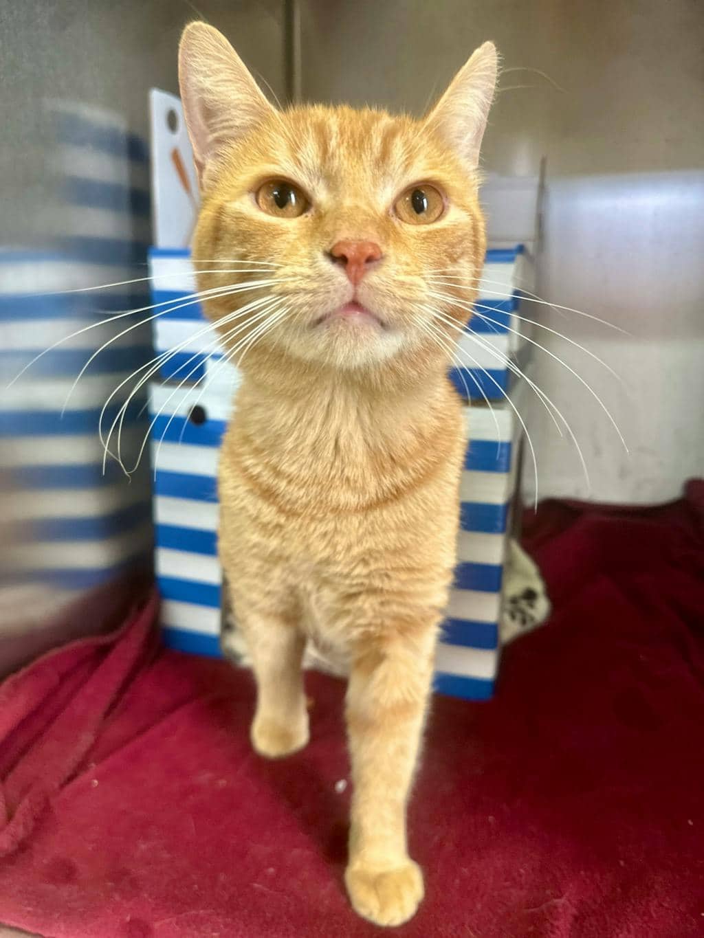 Cider - Domestic Short Hair available for adoption
