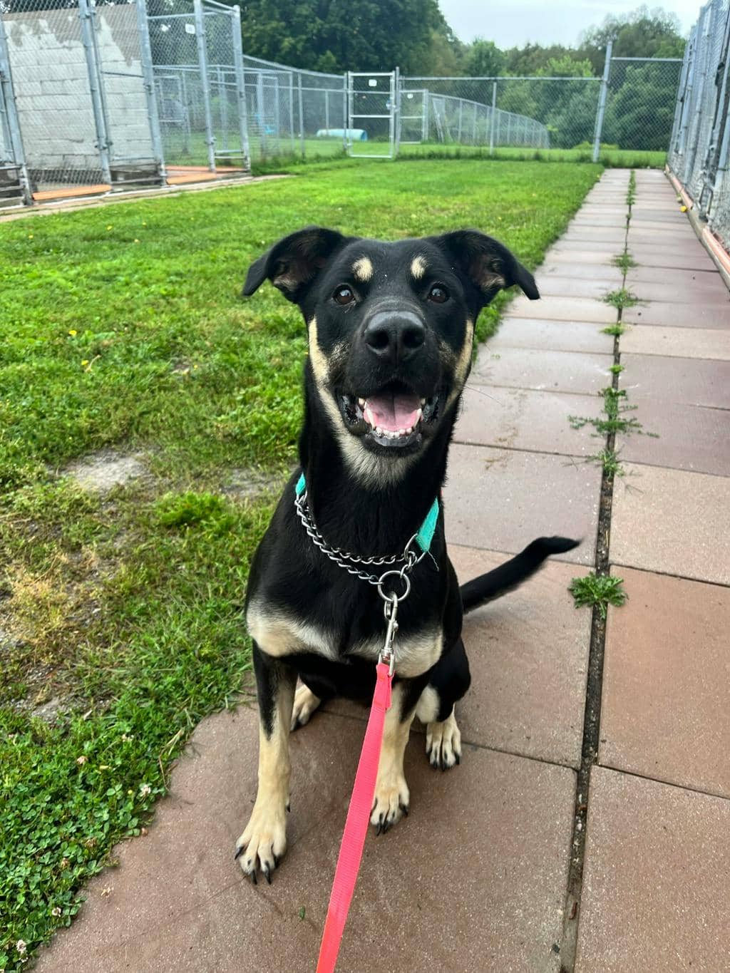 Pib - Shepherd available for adoption