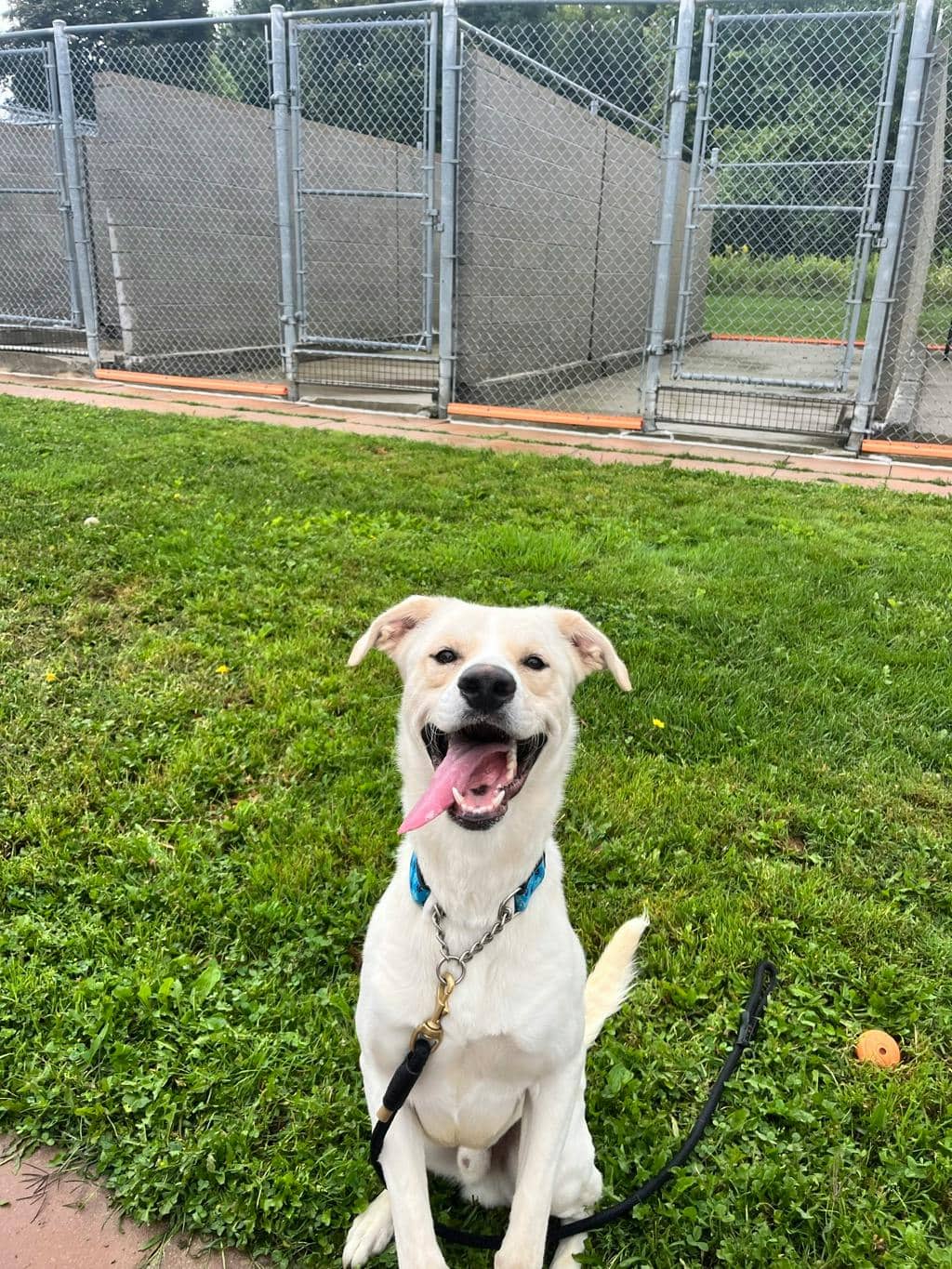 Woodstock - Alaskan Husky available for adoption at Ontario SPCA (Toronto Area) in Stouffville