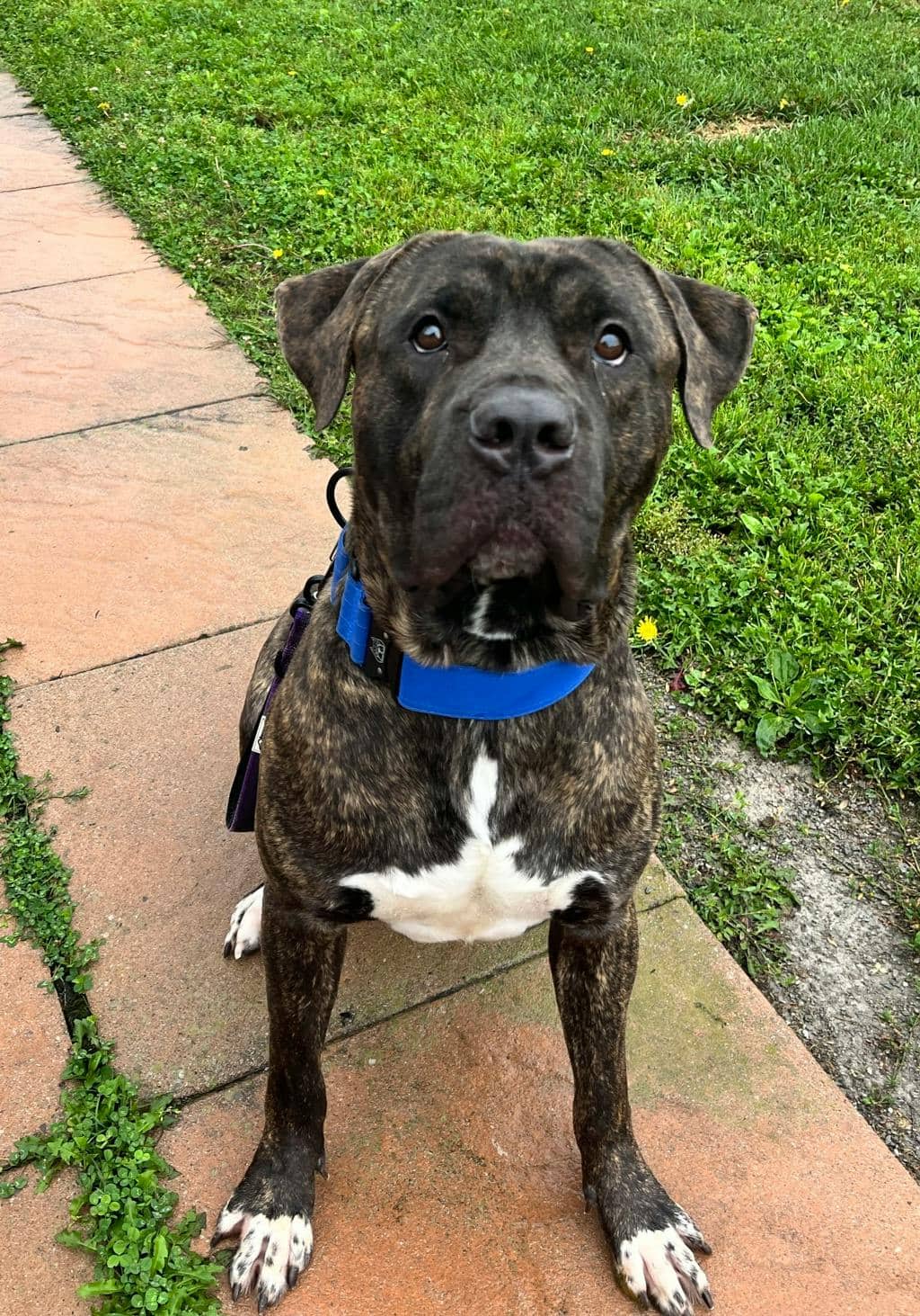 Fridge - Mastiff available for adoption