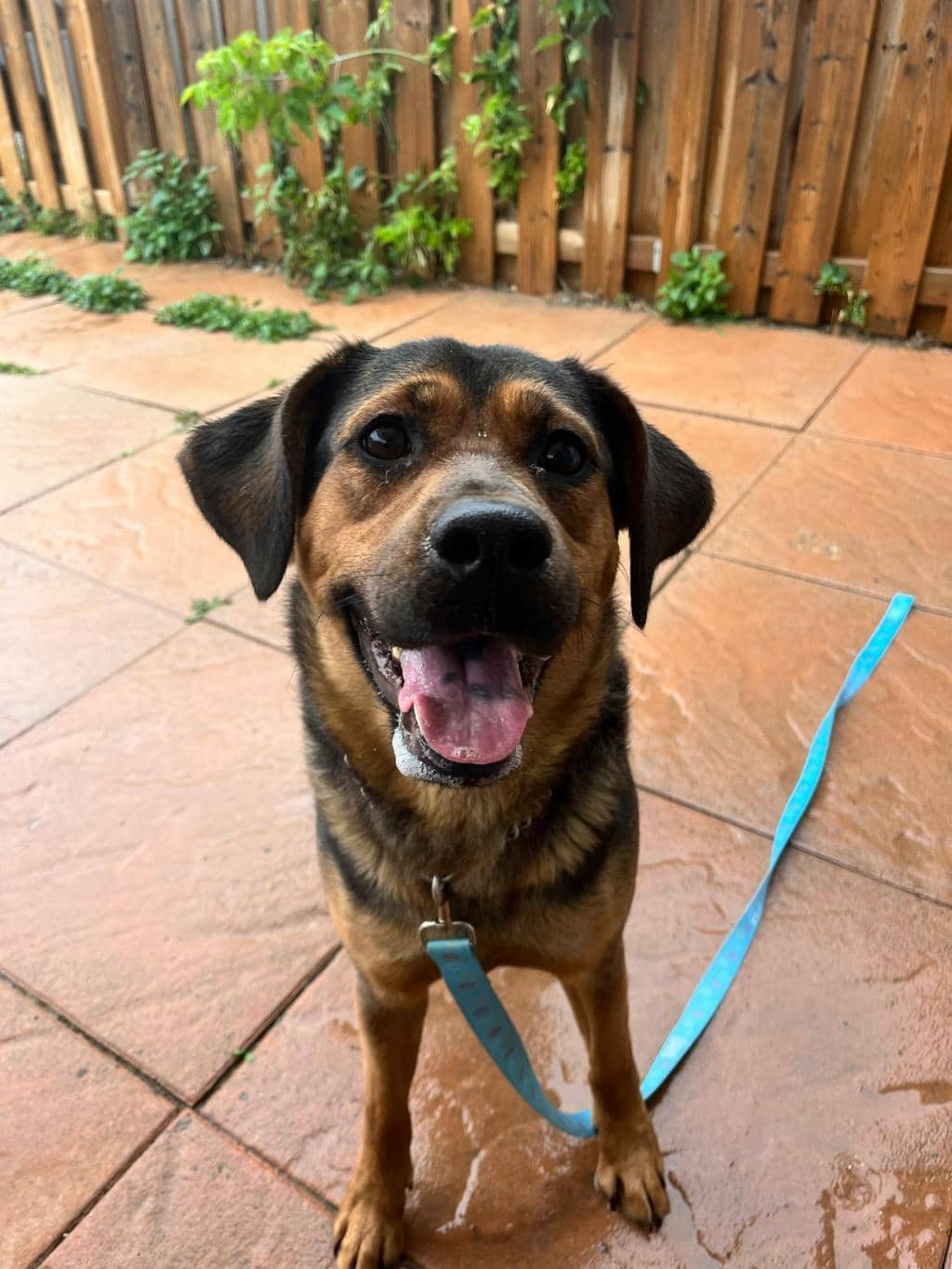Elvie - Hound available for adoption at Ontario SPCA (Toronto Area) in Stouffville