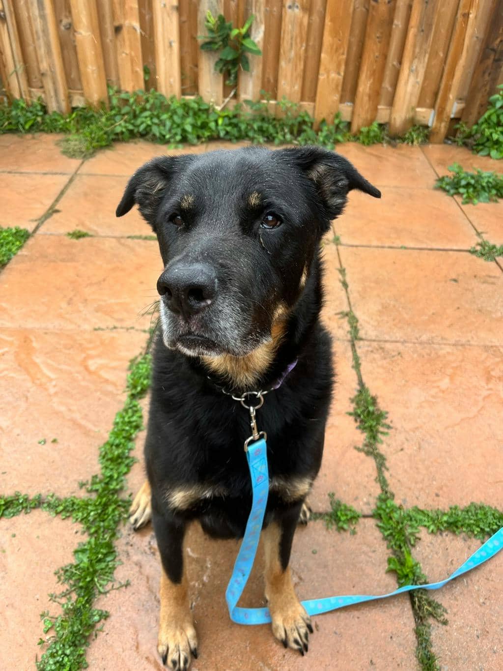 Yvonne - Rottweiler available for adoption at Ontario SPCA (Toronto Area) in Stouffville
