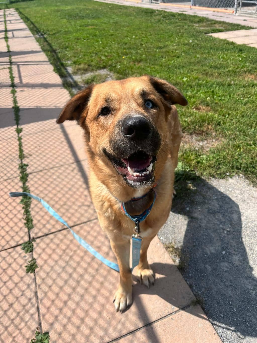 Rootbeer - Shepherd available for adoption at Ontario SPCA (Toronto Area) in Stouffville