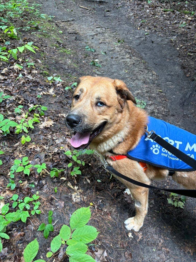 Rootbeer - Shepherd available for adoption