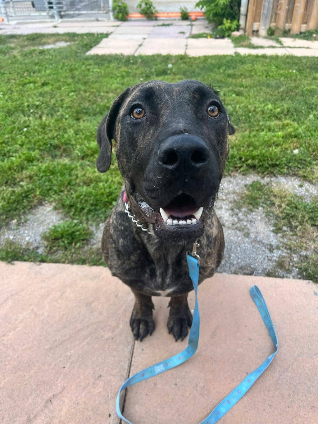 Winx - Mastiff available for adoption